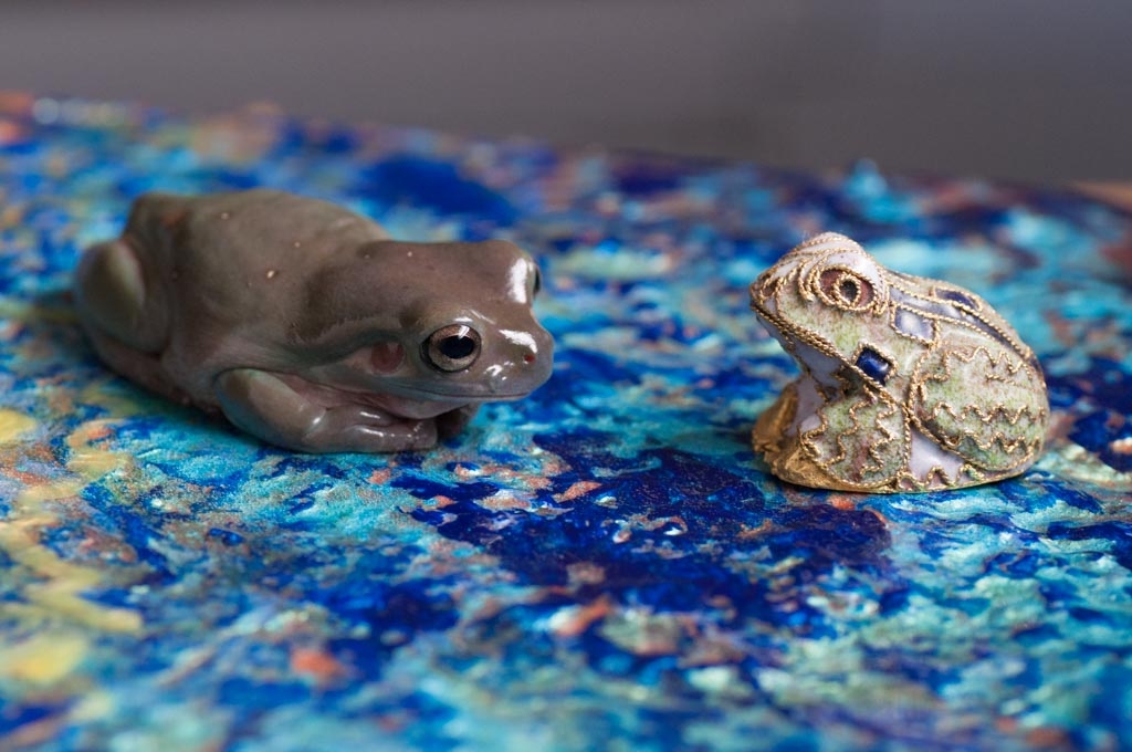 Frogs photograph. Jabba, my white's tree frog, on a painting, looking at a metal frog