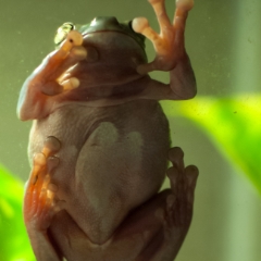 White's tree frog belly detail
