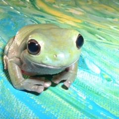 My white's tree frog changed color often