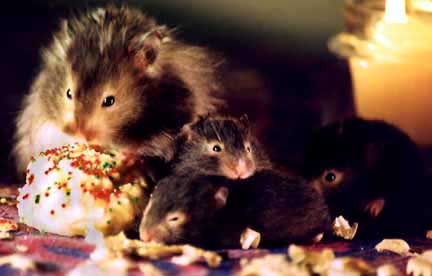 Hamsters photograph. 