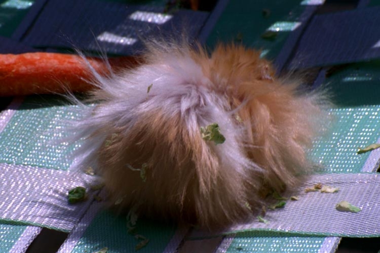 Hamsters photograph. Fred had a little static electricity problem.