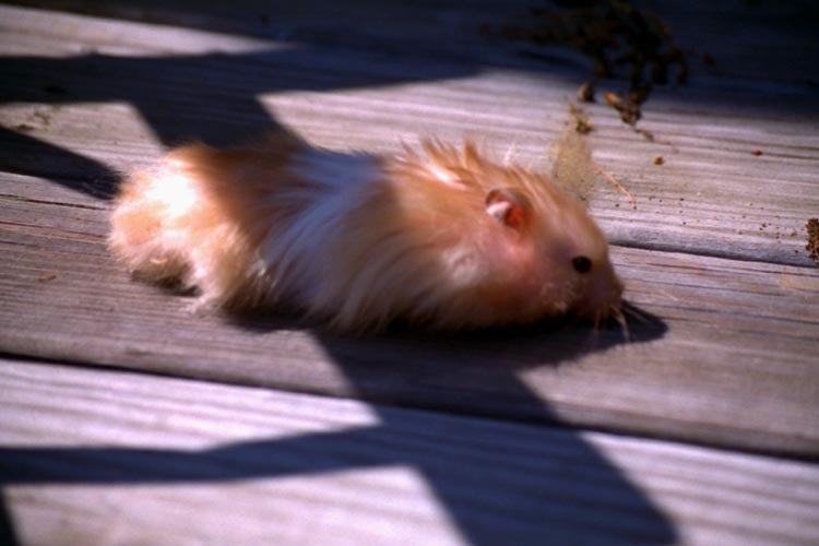 Hamsters photograph. Fred liked to keep a low profile when he was running around. He looked like a red fuzzy little mobile rug.
