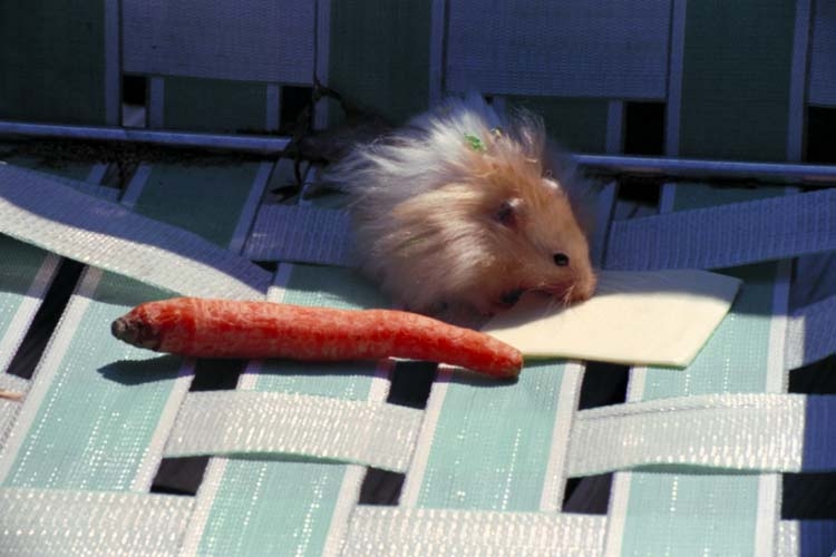 Hamsters photograph. Fred, my old hamster, with carrot, sunning himself.