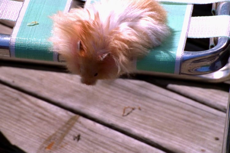 Hamsters photograph. He grew to be three years old. He is shown here in old age where his hair has grown very long and haphazard!