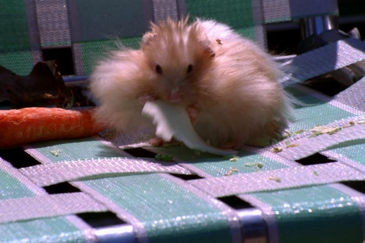 Hamsters photograph. Fred liked cheese! He lived an astonishing three years (old for a hamster). I miss you, Fred!