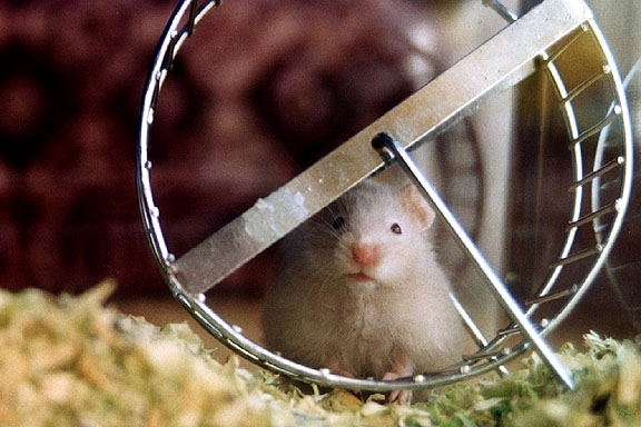 Hamsters photograph. Hamster looking pretty pensive