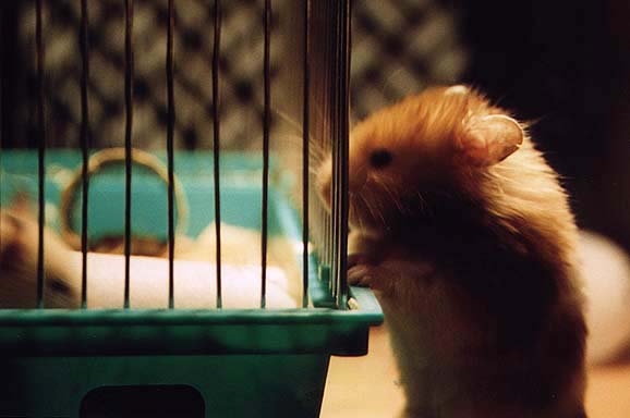 Hamsters photograph. There is someone on the inside of the cage he wanted to say hello to.