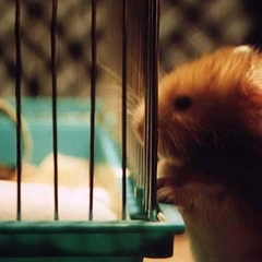 Hamster says hello to his friend
