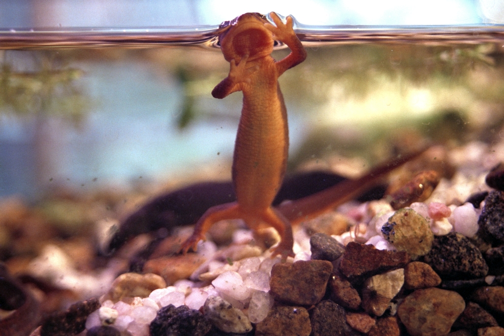Newts photograph. Friend of mine kept these as pets.