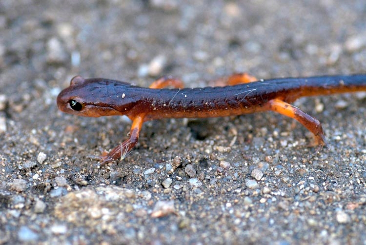 Newts photograph. I saw this guy while on a hike on Montara Mountain. I think he's a california newt. We were walking down the path when he just froze and kept this position for about ten minutes. Long enough for me to put the macro lens on!