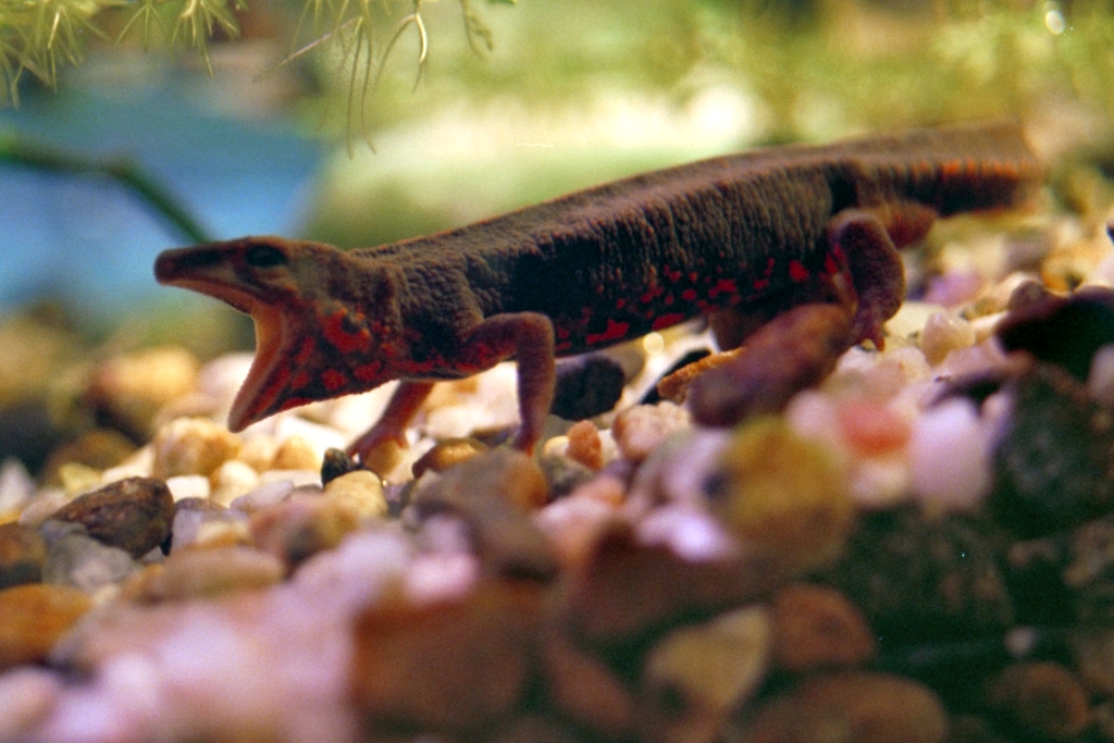 Newts photograph. 