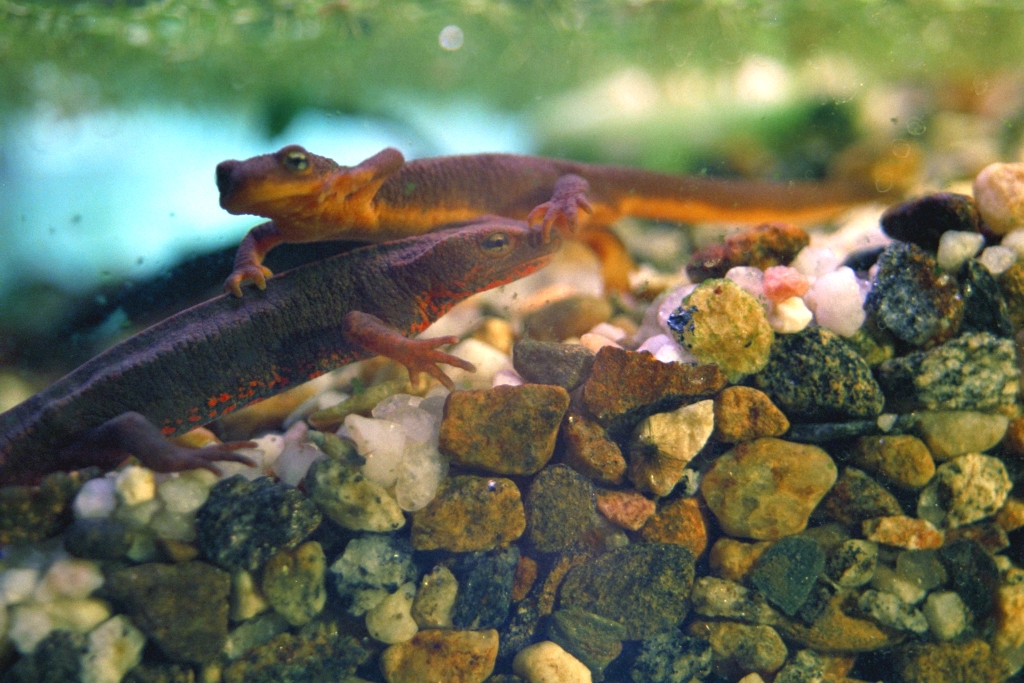 Newts photograph. 