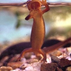 California newt