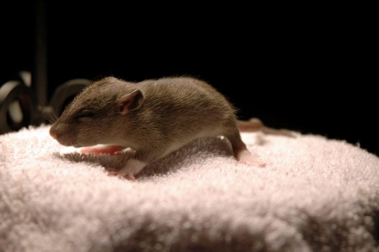 One brown baby rat photograph. Sniff sniff