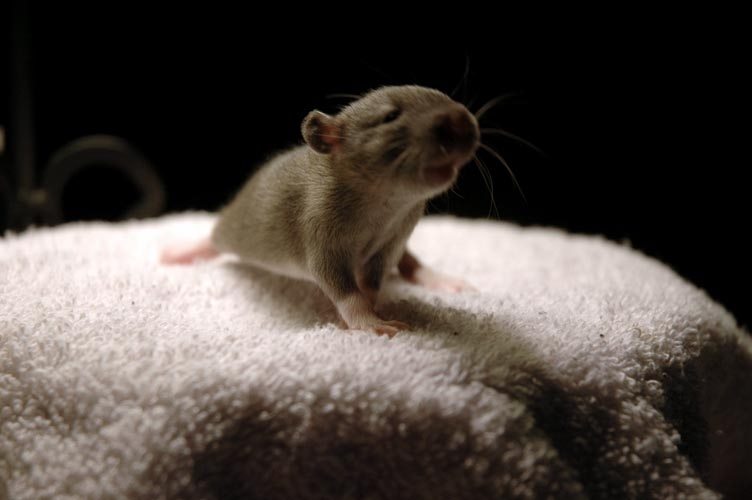 One brown baby rat photograph. Sniff sniff