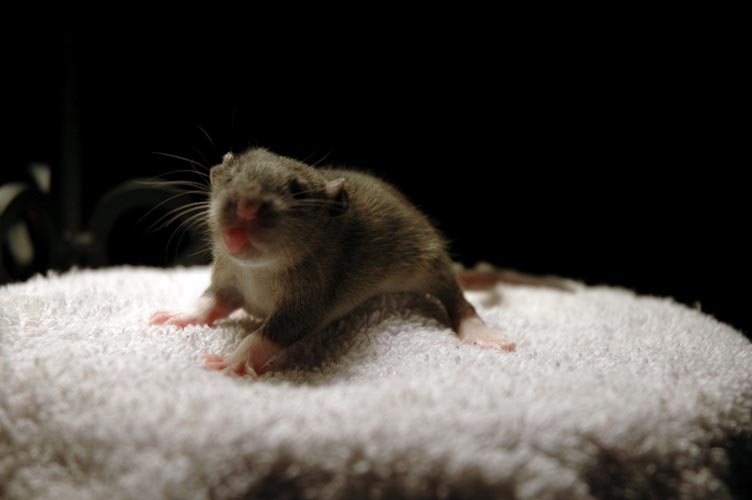 One brown baby rat photograph. Pthpthpthpth! He's giving us a zerbert
