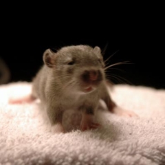 One brown baby rat