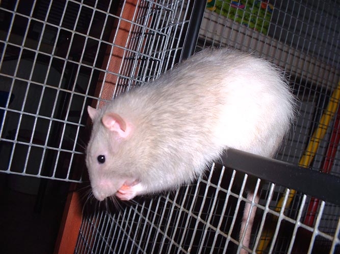 Peanut and Potato photograph. Potato is hungry