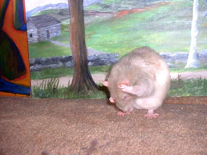 Peanut and Potato photograph. All rats wash their faces like this periodically, every twenty minutes or so.