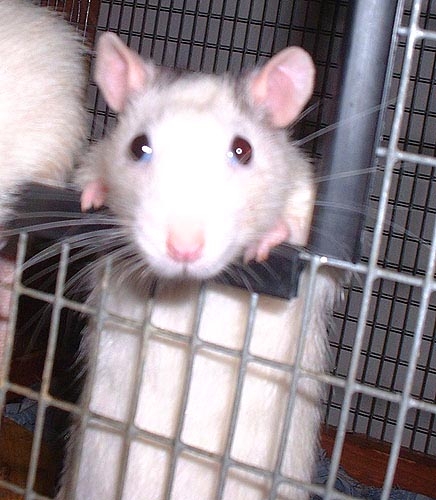 Peanut and Potato photograph. 