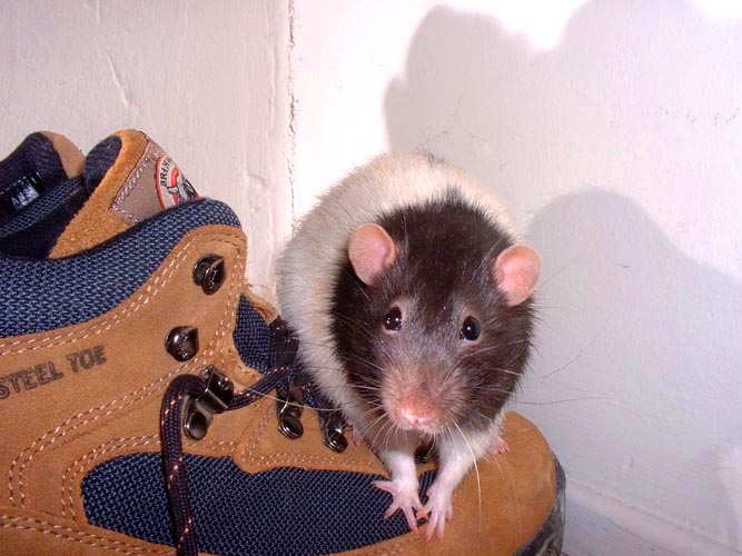 Peanut and Potato photograph. Rats like to play on shoes