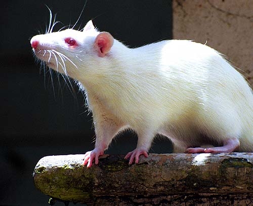 Pumpkin photograph. Sniff sniff