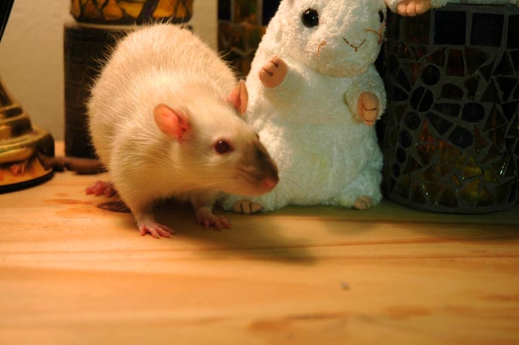 Skunks McMuffin photograph. Does Skunks McMuffin hear an intruder? If they were bigger rats would make very good watch-pets.