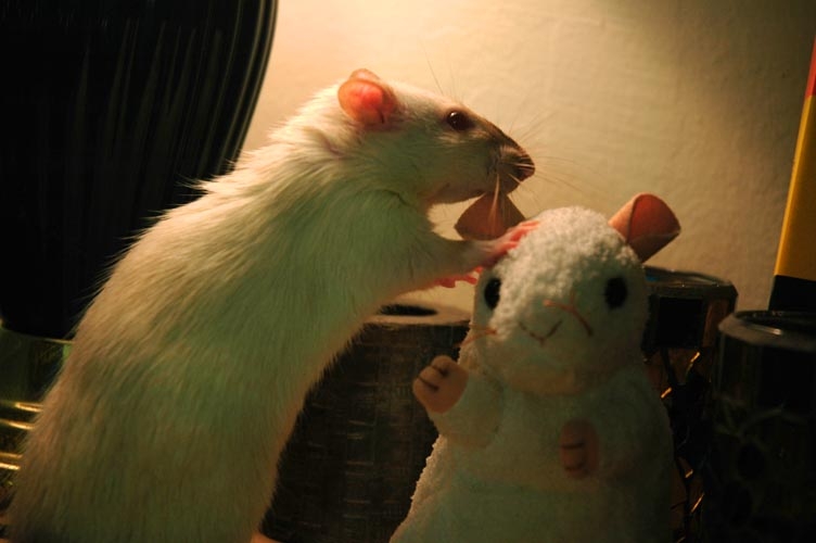 Skunks McMuffin photograph. Skunks McMuffin was a very friendly white rat! Here he is nibbling on a beanie baby