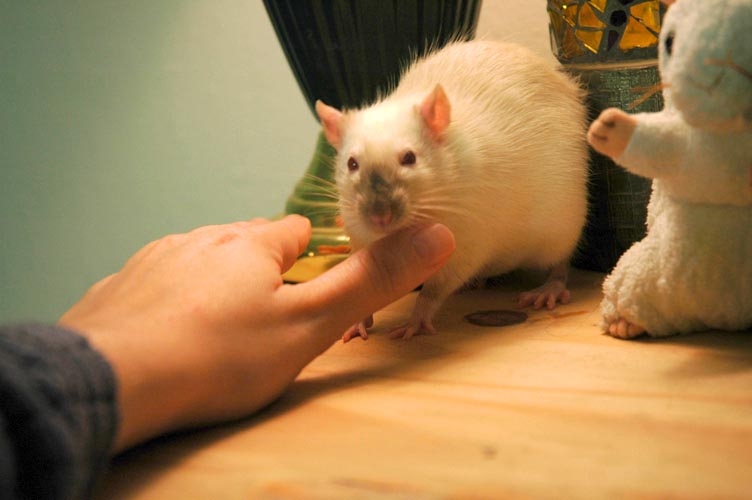 Skunks McMuffin photograph. Skunks McMuffin ate directly from my hand. I let him play on the desk. Be careful though: rats love chewing on cable cords! They will make a mess of your electronic stuff.