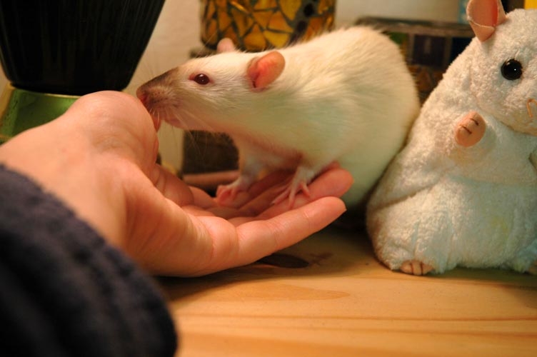 Skunks McMuffin photograph. Rats use their noses