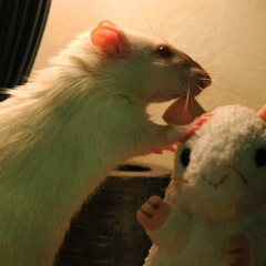White rat nibbling on a beanie baby's ear