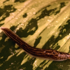 Slug on wet leaf