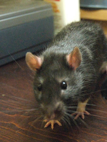 Smokey McButtons photograph. 