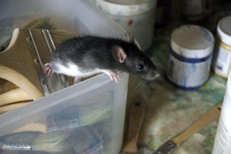 Smokey McButtons photograph. 