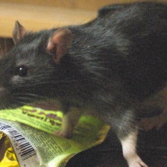 Snacks for rats