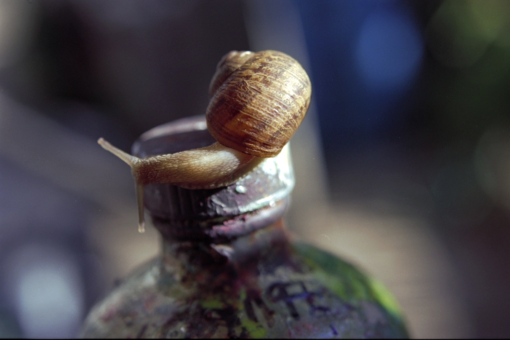 Snails photograph. 