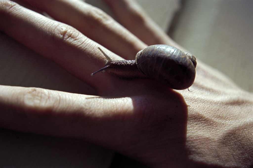 Snails photograph. 