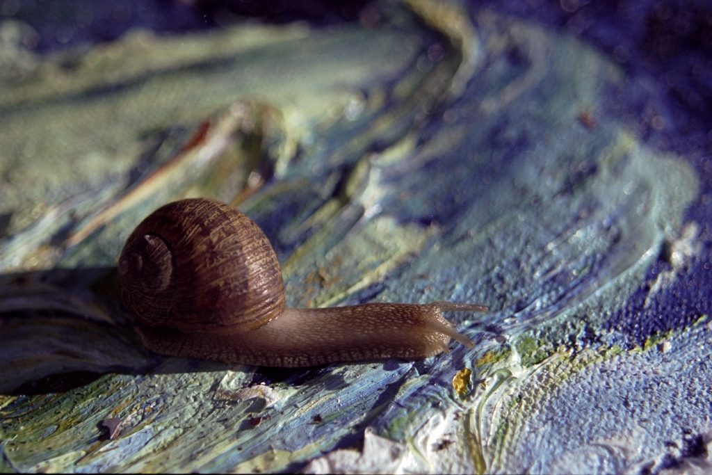 Snails photograph. 