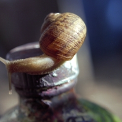 Snail on artist bottle