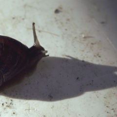 Snail on white surface