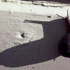 Snail on wall