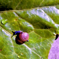Tiny snail on leaf