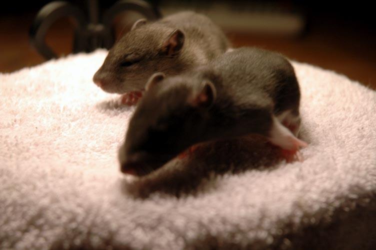 Two brown baby rats photograph. These guys are off to the races