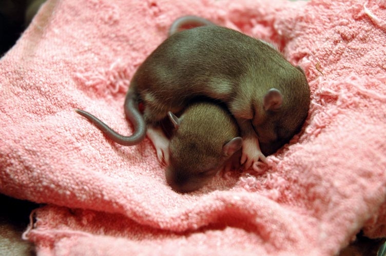 Two brown baby rats photograph. People should sleep this way