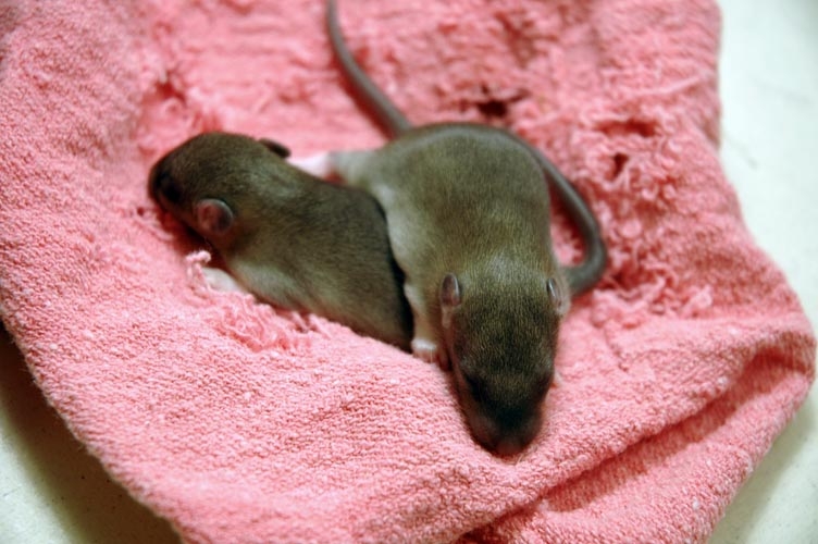Two brown baby rats photograph. Don't wake the little guys naptime is very important