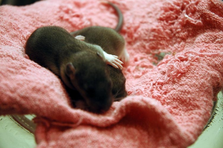 Two brown baby rats photograph. They look so cozy.