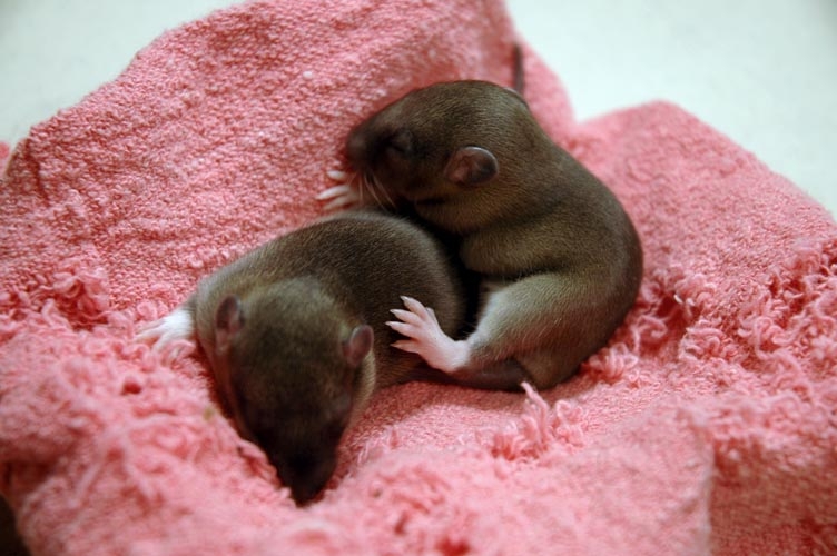 Two brown baby rats photograph. All four paws are very convenient