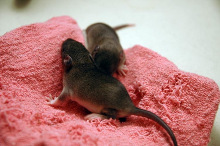 Two brown baby rats photograph. Come on buddy I was sleeping there