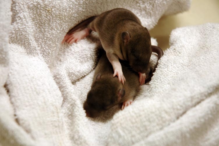 Two brown baby rats photograph. It's important to give rats cozy towels