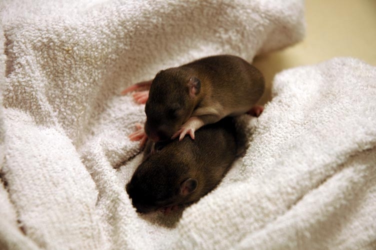 Two brown baby rats photograph. This guy is happy to give his pal a backrub
